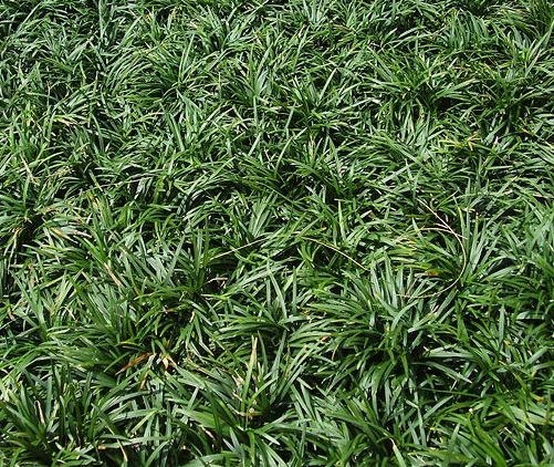 Rumput kucai mini, tanaman hias dari Asia.