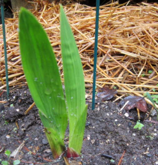 Berilah patok pada gladiol yang telah tumbuh agar tanaman dapat tumbuh dengan baik.