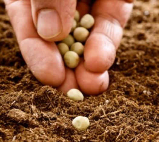 tahap-menanam-benih-kacang-kapri-dan-ercis