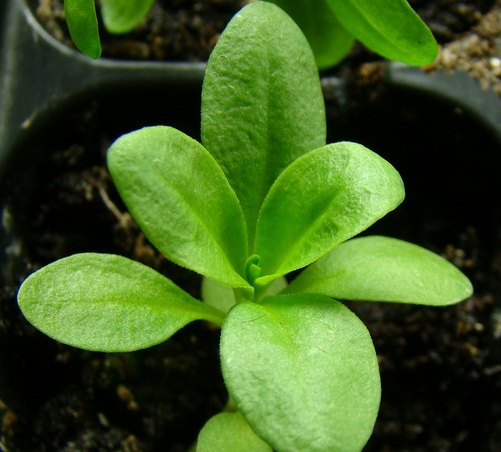 Sweet william merupakan jenis tumbuhan dianthus yang mempunyai bermacam-macam warna yang menarik Cara Menanam Bunga Sweet William dari Biji
