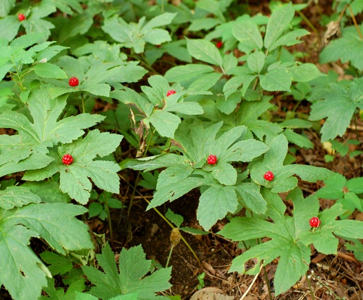 tanaman-goldenseal-disukai-kucing