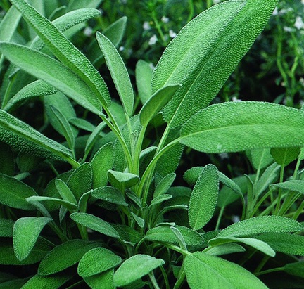  Sage mempunyai daun yang lembut dan berwarna hijau keabu Cara Menanam Sage: Dari Biji atau Stek Batang?