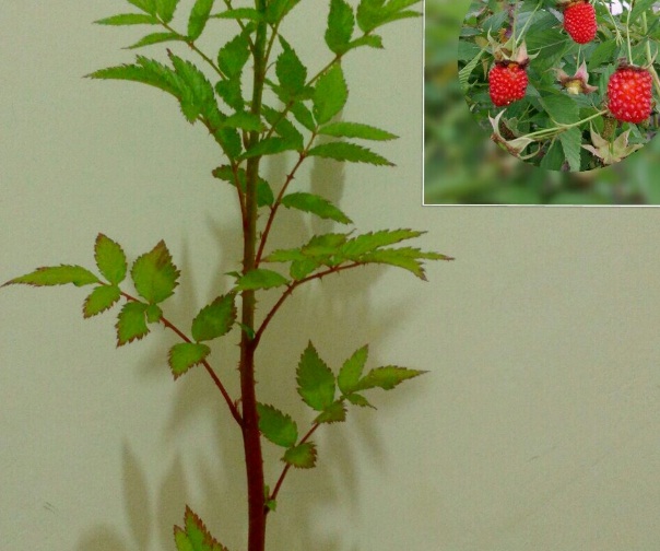 tanaman-super-red-raspberry