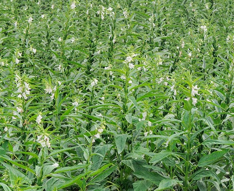 Wijen merupakan semak semusim yang termasuk dalam famili Pedaliaceae 10 Manfaat Wijen Putih untuk Kesehatan