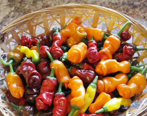 Inilah warna peter pepper, mulai dari kuning, oranye hingga merah.