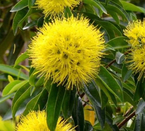 yellow-xanthostemon