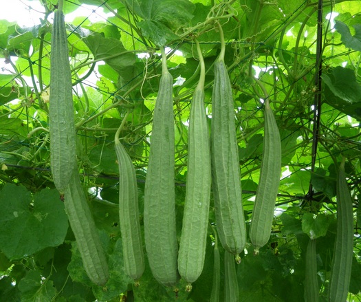 Gambas atau oyong merupakan salah satu jenis sayuran yang dapat ditanam dalam pot.