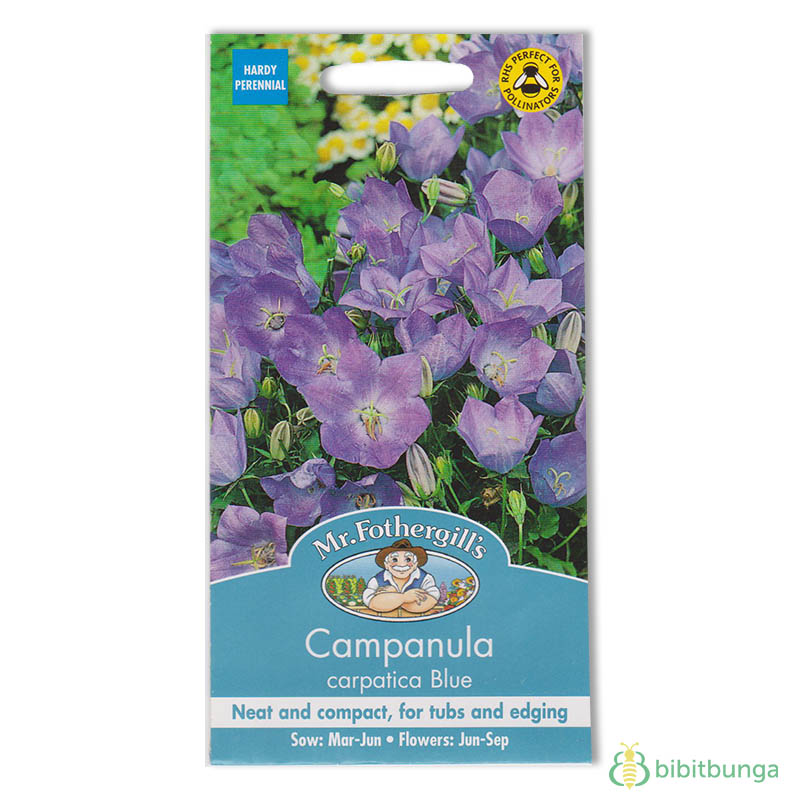 campanula-carpatica-blue