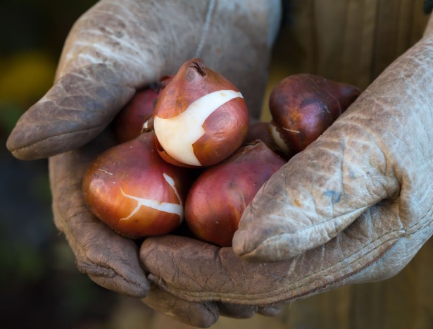 Tulip ternyata sanggup ditanam di negara tropis menyerupai Indonesia yang tidak mengenal  Cara Menanam Tulip di Indonesia