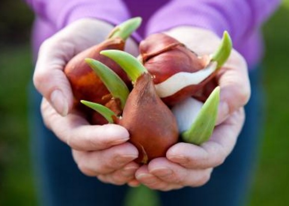 Tulip ternyata sanggup ditanam di negara tropis menyerupai Indonesia yang tidak mengenal  Cara Menanam Tulip di Indonesia