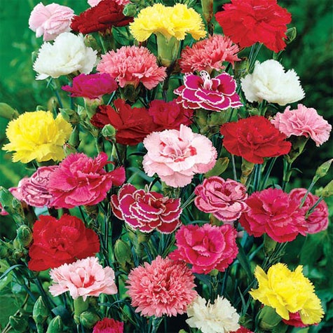 Cara Menanam Dan Merawat Bunga Carnation Bibitbunga Com