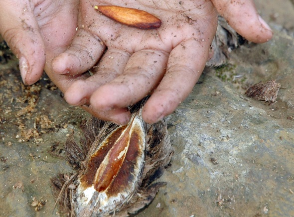 Cara Mudah Menanam Pohon Ketapang BibitBunga com