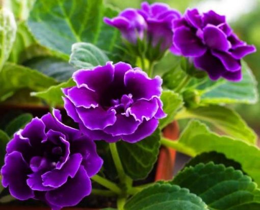 Cara Menanam Bunga Gloxinia