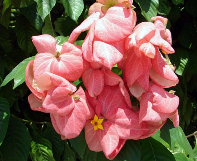 Jenis Bunga Yang Indah Dan Unik Untuk Di Karangan Rumah Mutiara