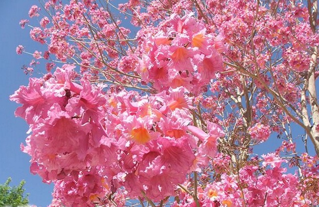 46 Gambar Bunga  Sakura  Kuning Baru 