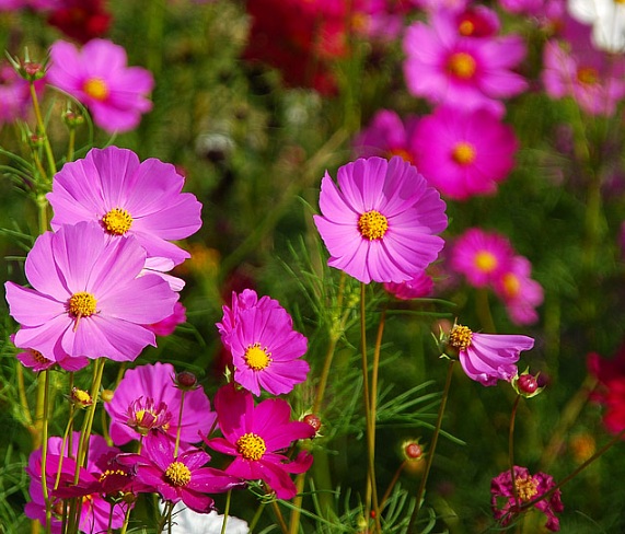 57 Gambar  Bunga  Liar Cantik Yang Lagi Trend 