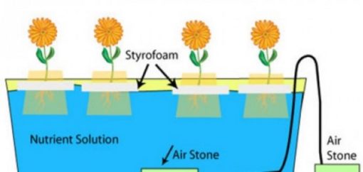 Cara Bertanam Hidroponik Bagi Pemula Hingga Profesional (Terlengkap)