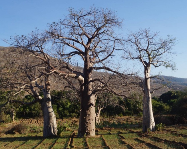 Legenda Pohon Baobab - BibitBunga.com