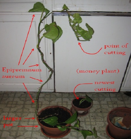 Money plant merupakan tumbuhan yang gampang tumbuh dan kerap dijadikan sebagai  Cara Menanam Money Plant