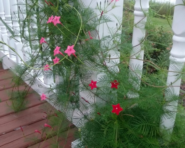 Cypress Vine merupakan salah satu tumbuhan hias merambat yang cocok ditanam di rumah Tanaman Rambat Cypress Vine yang Cantik