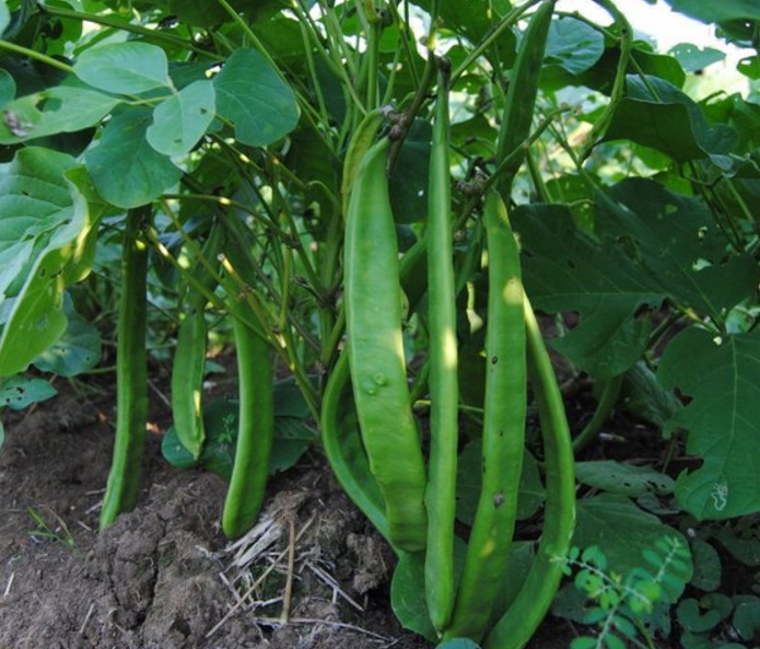 Kacang koro pedang merupakan salah satu jenis kacang koro yang paling umum ditemukan Cara Budidaya Kacang Koro Pedang