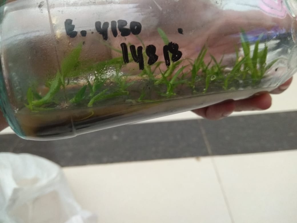 Jual Bibit Anggrek Botol  Dendrobium 20 25 Pcs 