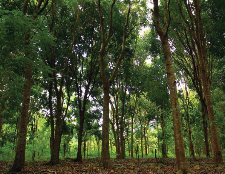 Cara Budidaya Pohon Mahoni BibitBunga com