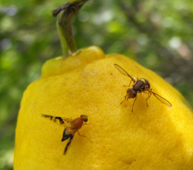 Lalat buah yang sedang menyerang buah jeruk Cara Membasmi Lalat Buah pada Tanaman Jeruk