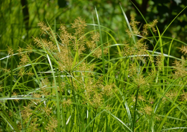 10 Manfaat Rumput  Teki  Cyperus rotundus untuk Kesehatan 