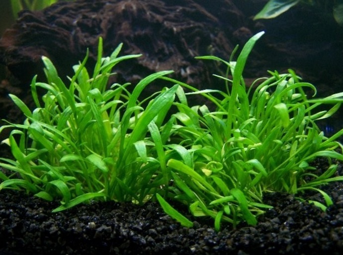 Tanaman Karpet Aquascape Tanpa Co2