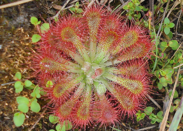  yaitu tumbuhan yang berasal dari Afrika Selatan Ciri Khusus Sundew/Drosera Spatulata, Tanaman Pemakan Serangga