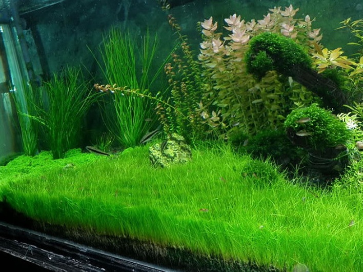  Tanaman  Foreground Aquascape Yang Mudah Aquascape