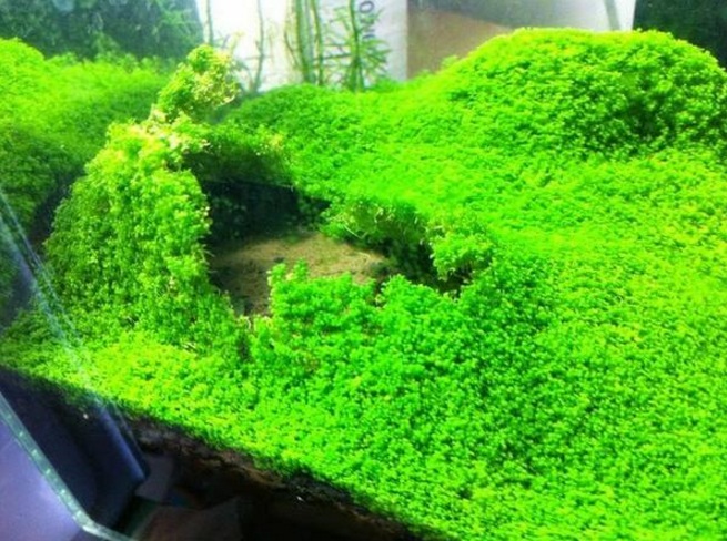 Aquascaping yakni seni membuat lanskap air di akuarium Anda Tanaman Aquascape untuk Pemula yang Praktis Perawatannya