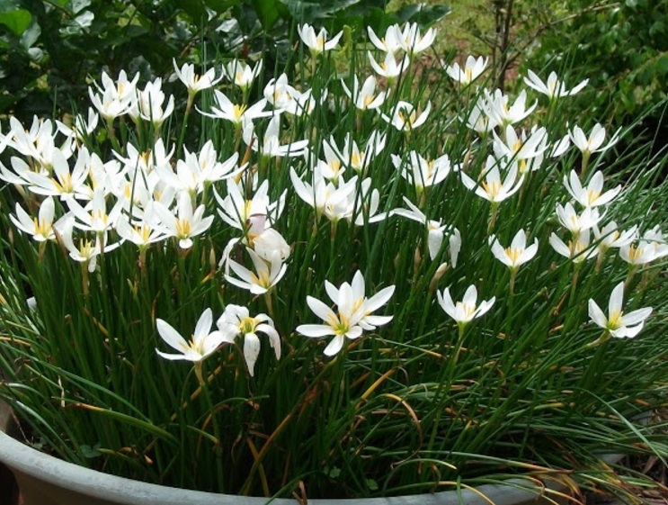  Zepiranthes jenis ini dapat tumbuh dengan gampang jikalau ditanam dengan perawatan yang sempurna Menanam dan Budidaya Tanaman Zephyranthes