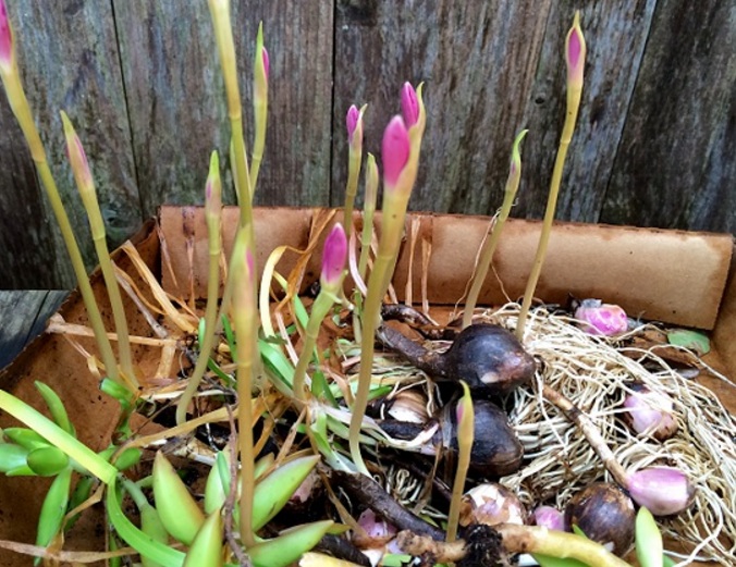  Zepiranthes jenis ini dapat tumbuh dengan gampang jikalau ditanam dengan perawatan yang sempurna Menanam dan Budidaya Tanaman Zephyranthes