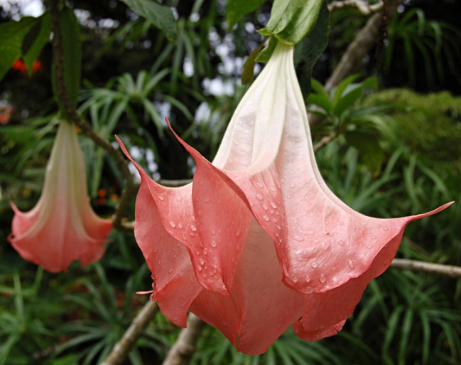 Brugmansi tumbuh menggantung yang mempunyai bunga berbentuk terompet itulah mengapa dinamak Bunga Angel’s Trumpet, Si Cantik Yang Mematikan