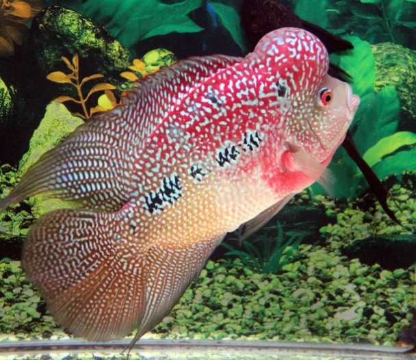 Download 940+ Background Aquarium Louhan HD Terbaik