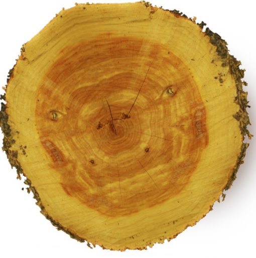 Mengenal Pohon Cedar Aras BibitBunga com