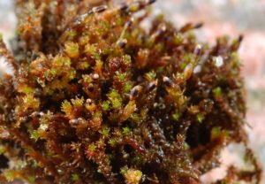 Jenis Lumut dan Gambarnya - BibitBunga.com