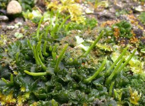 Jenis Lumut dan Gambarnya - BibitBunga.com