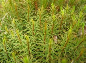 Jenis Lumut dan Gambarnya - BibitBunga.com