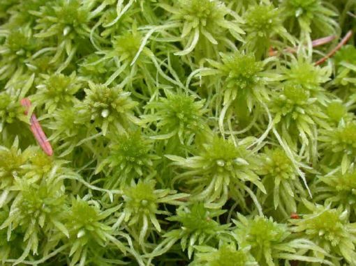 Jenis Lumut dan Gambarnya - BibitBunga.com