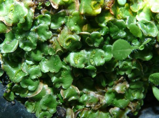 Jenis Lumut dan Gambarnya - BibitBunga.com