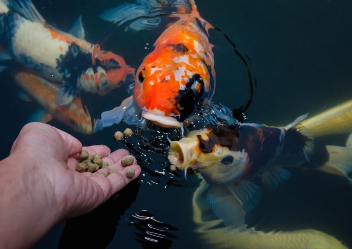 Contoh Gambar Ilustrasi Memberi Makan Ikan