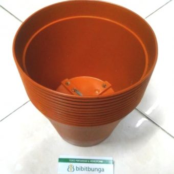  Pot  Bunga Vanda 1750 Merah Bata  BibitBunga com