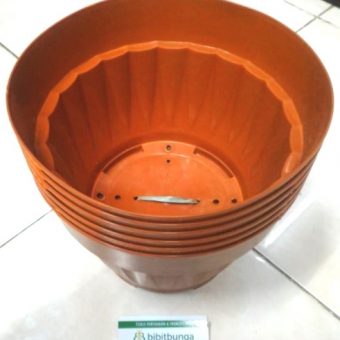  Pot  Bunga Vanda 2500 Merah Bata  BibitBunga com