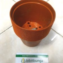  Pot  Bunga Vanda 2500 Merah Bata BibitBunga com