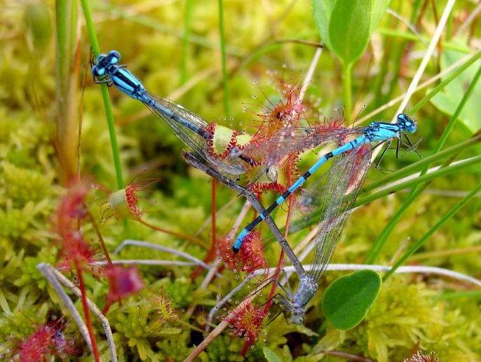  yaitu tumbuhan yang berasal dari Afrika Selatan Ciri Khusus Sundew/Drosera Spatulata, Tanaman Pemakan Serangga