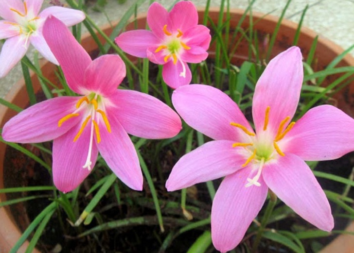  Zepiranthes jenis ini dapat tumbuh dengan gampang jikalau ditanam dengan perawatan yang sempurna Menanam dan Budidaya Tanaman Zephyranthes