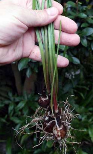  Zepiranthes jenis ini dapat tumbuh dengan gampang jikalau ditanam dengan perawatan yang sempurna Menanam dan Budidaya Tanaman Zephyranthes